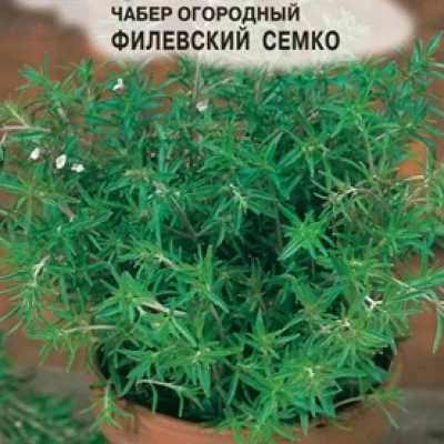 Чабер садовый 'Филевский Семко'