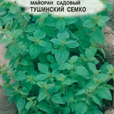 Майоран 'Тушинский Семко'