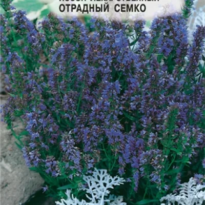 Иссоп лекарственный 'Отрадный Семко'