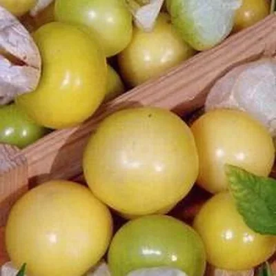 Физалис овощной 'Королек'