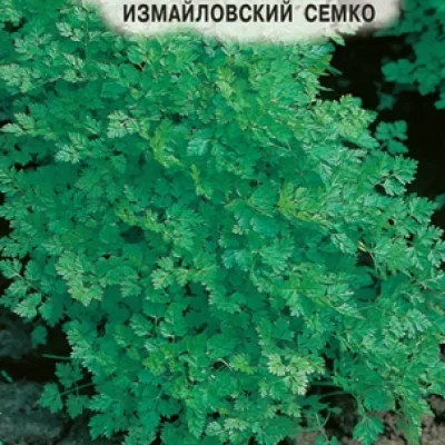 Кервель обыкновенный 'Измайловский Семко'