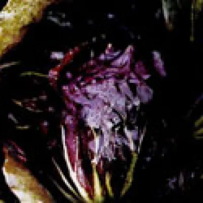Цикорий обыкновенный 'Систа'