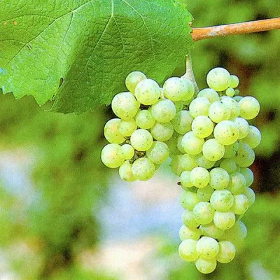 Виноград культурный 'Скиф'