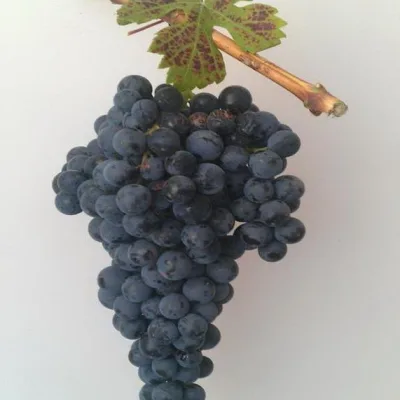 Виноград культурный 'Слава Дербента'