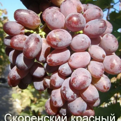 Виноград культурный 'Скоренский красный'