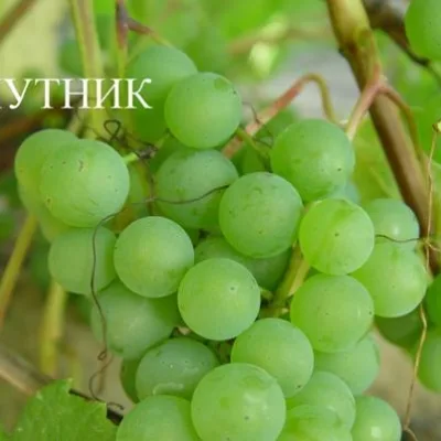 Виноград культурный 'Спутник'
