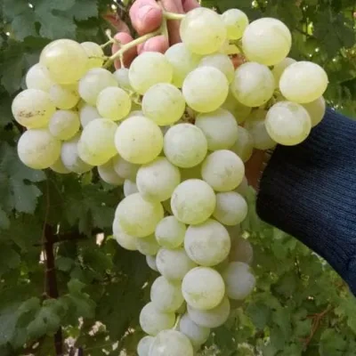 Виноград культурный 'Сурученский белый'