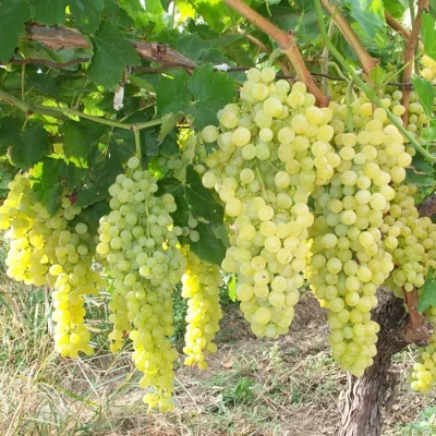 Виноград культурный 'Шасла белая'