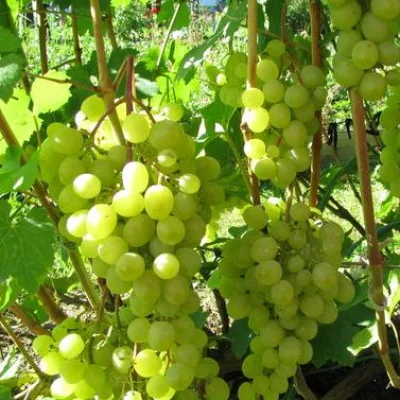 Виноград культурный 'Юбилей Скуиня'