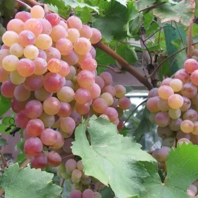 Виноград культурный 'Юрин'