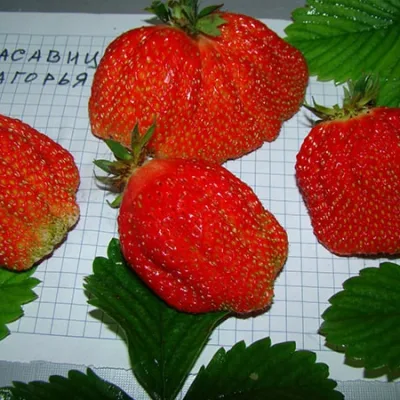 Земляника садовая 'Красавица Загорья'