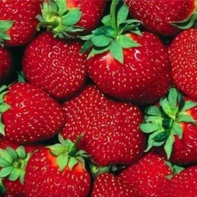 Земляника садовая 'Орлец'