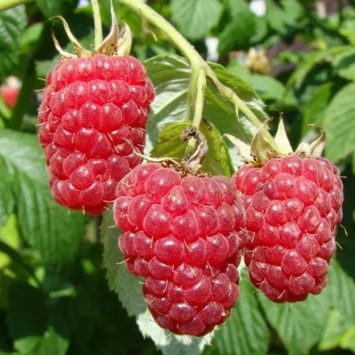 Малина обыкновенная 'Журавлик'
