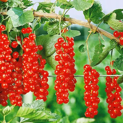 Смородина красная 'Ранняя сладкая'