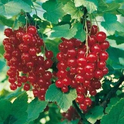 Смородина красная 'Сережка'