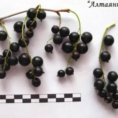 Смородина черная 'Алтаянка'
