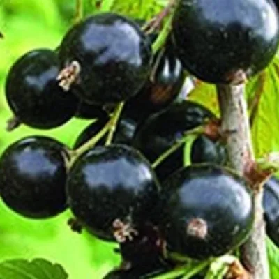Смородина черная 'Голфер'