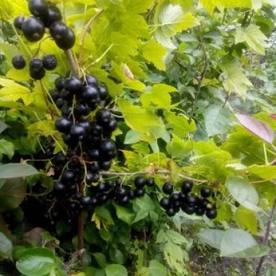 Смородина черная 'Память Мичурина'