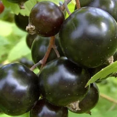 Смородина черная 'Подарок Куминову'