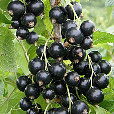 Смородина черная 'Чаровница'