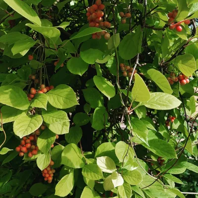 Лимонник