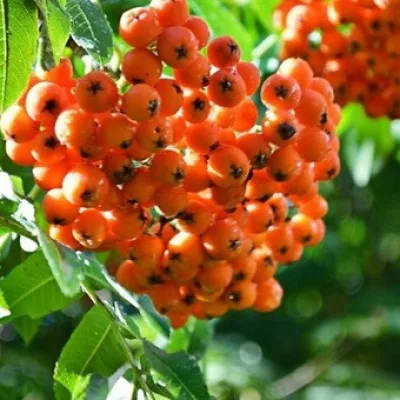 Рябина обыкновенная 'Дочь Кубовой'