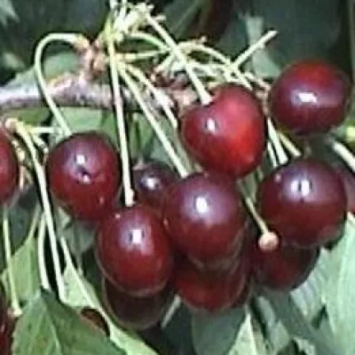 Вишня обыкновенная 'Кизиловая'