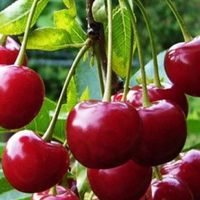 Вишня обыкновенная 'Нефрис'