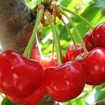 Вишня обыкновенная 'Нана'