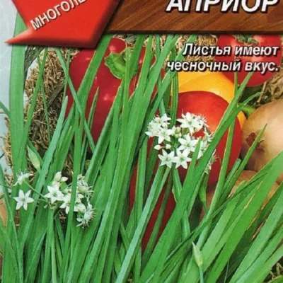 Лук душистый 'Априор'