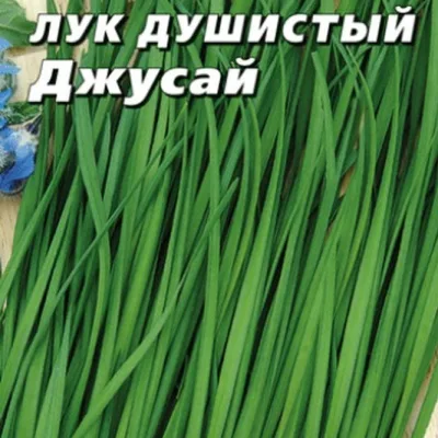 Лук душистый 'Джусай'