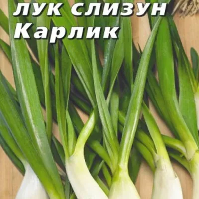 Лук-слизун 'Карлик'