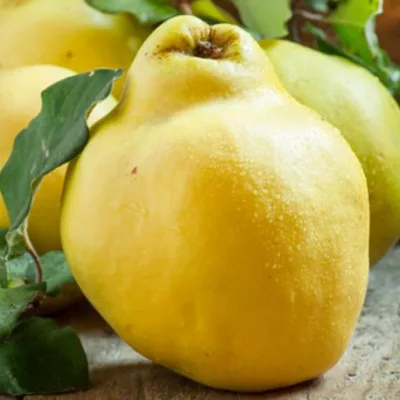 Айва 'Урожайная кубанская'