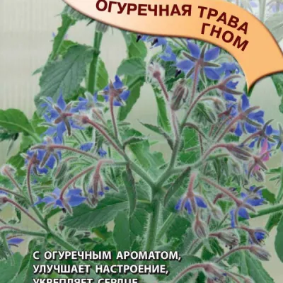 Огуречная трава лекарственная 'Гном'
