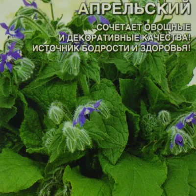 Огуречная трава лекарственная 'Апрельский'