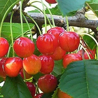 Черешня 'Розовый закат'