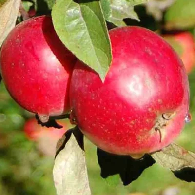 Яблоня 'Анис алый'