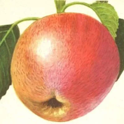 Яблоня 'Розовое'