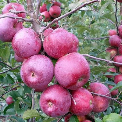 Яблоня 'Флорина'