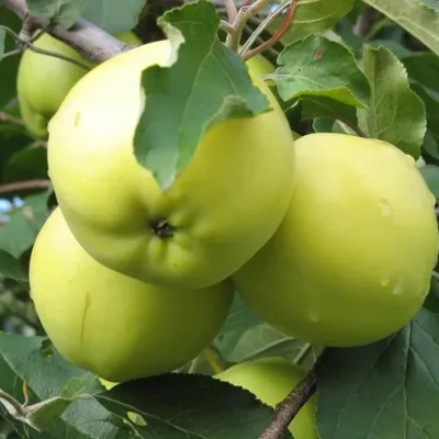 Яблоня 'Феникс алтайский'