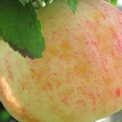 Яблоня 'Черноморское летнее'