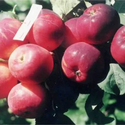 Яблоня 'Доктор Куновский'