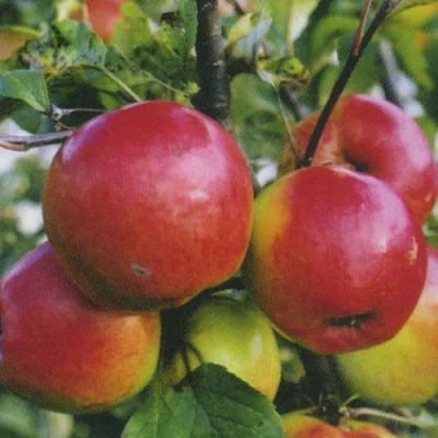 Яблоня 'Дружное'