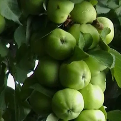 Яблоня 'Кальвиль краснокутский'