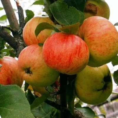 Яблоня 'Коричное полосатое'