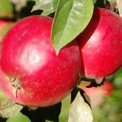 Яблоня 'Мана'