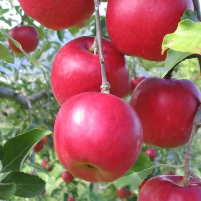 Яблоня 'Афродита'
