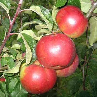 Яблоня 'Бердское'