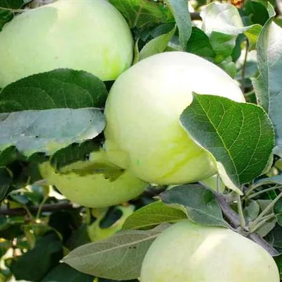Яблоня 'Куйбышевское'
