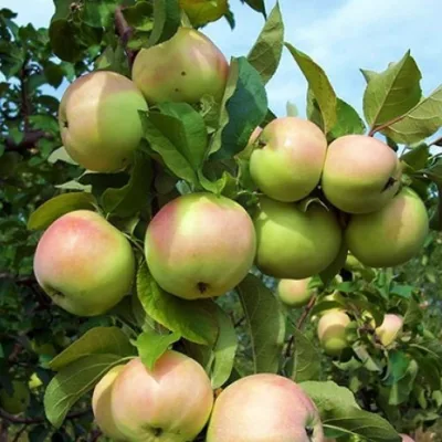 Яблоня 'Кутузовец'